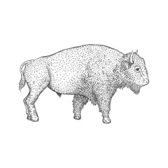 Bison hand drawn vector illustration.