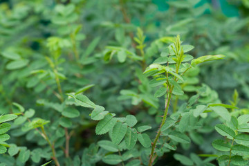 Briar leaves background. Green bush in summer garden