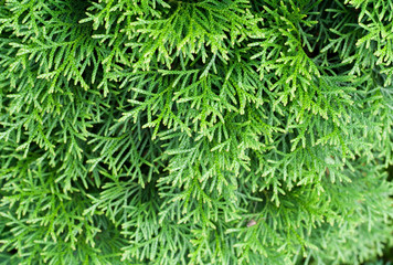 Green thuja natural background