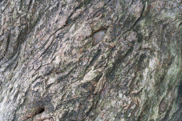Old tree bark, trunk texture background detail