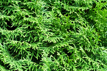 Fototapeta premium Green thuja natural background