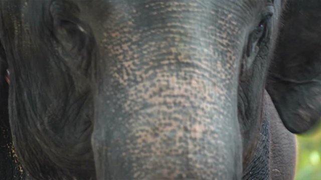 Closeup of the head and eyes of Asian elephant