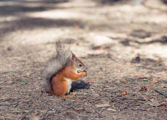 Squirrel in the forest eating nuts