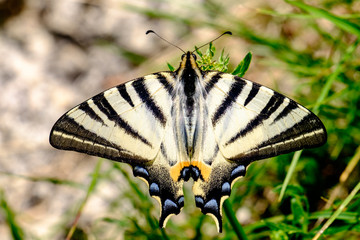 Farfalle, Podalirio