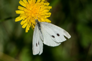Schetterling auf Blume