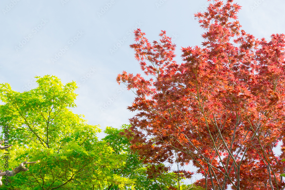 Wall mural red and green maple tree in forest in fall season, autumn backgr