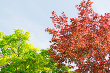 Red and green maple tree in forest in fall season, autumn backgr