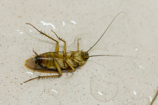 Close up Dead Cockroach on wet floor