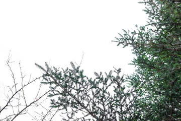 Branch of pine tree white background.