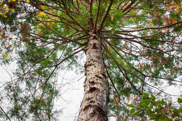 Fototapeta premium Giant tree with bushy branch in forest view from under