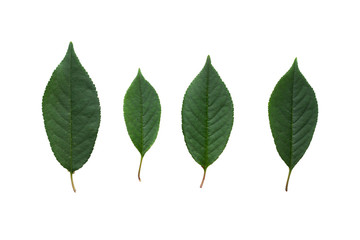 Cherry tree leaves isolated on white background