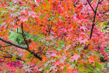 Red maple tree in forest in fall, Beautiful autumn background.