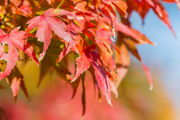 Red maple leaf in forest in fall season, autumn background.