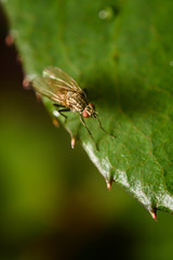 fly on green leaf macro photography