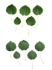 Aspen leaves isolated on white background, upper and downside
