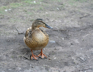 Wild duck, female