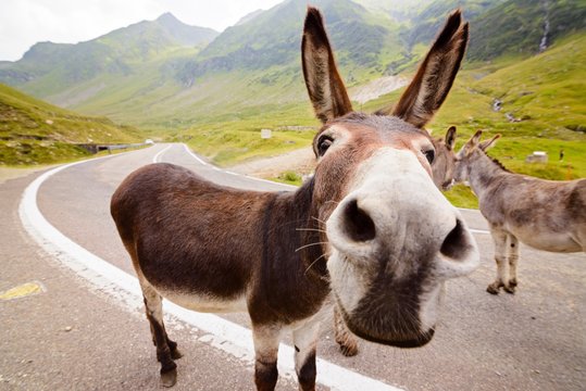 Funny Donkey Images – Browse 24,323 Stock Photos, Vectors, and Video |  Adobe Stock