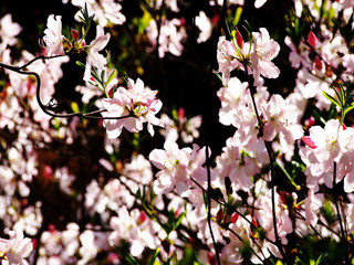 Pastel pink Azalea (Rhododendron)