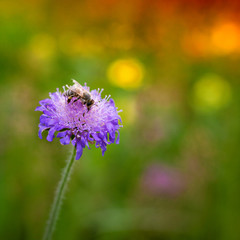 lila Blüte mit Biene