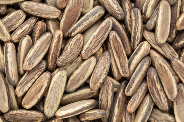 Organic dry Gulmohar (Delonix regia) seeds. Macro close up background texture. Top view.