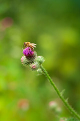 Biene auf einer Distel