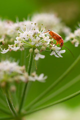 Käfer auf Sommer-Blume