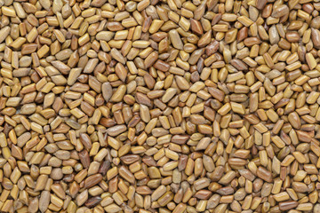 Organic dry Chinese senna or American sicklepod (Senna obtusifolia) seeds. Macro close up background texture. Top view.