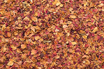 Organic dry rose petals (Rosa × centifolia). Macro close up background texture. Top view.