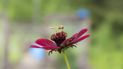 Hoverfly on a flower