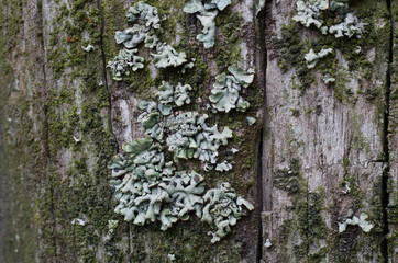 Lichen Pattern