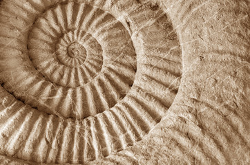 ammonite prehistoric fossil - 117352745