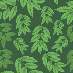 Fototapeta na wymiar Seamless pattern leaves of rowan on green background.