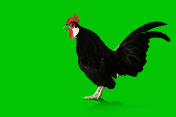 Black cockcrow on Green Screen