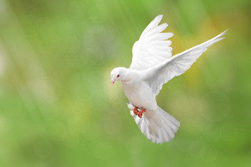 White Dove on green Bokeh
