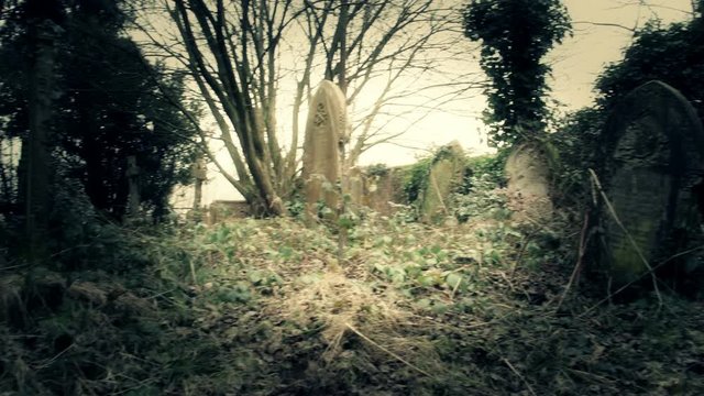 Old forgotten graveyard covered in moss, ivy and weeds. Filmed in an extremely old graveyard in slow motion for smooth tracking shots.