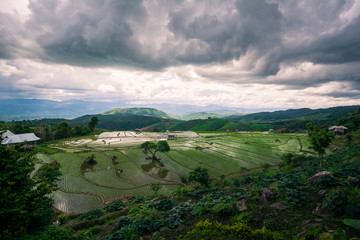 pa pong piang rice field in Chiangmai , Thailand