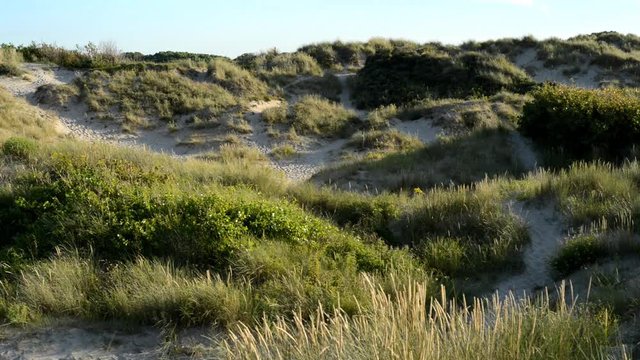 Dune de Perroquet in France