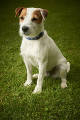 Jack Russell Parson Terrier dog sitting on grass lawn