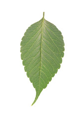 Green leaf isolated on white background.