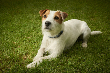 Jack Russell Parson Terrier dog lying on grass lawn
