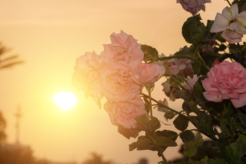 Beautiful pink rose in flower garden at sunset.