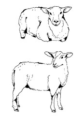 Sheep vector illustration