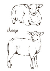 Two sheep with thick fur vector illustration on white background