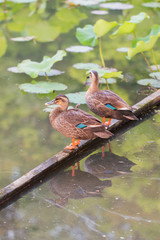Ducks stand on wood bar and finding food on pond.