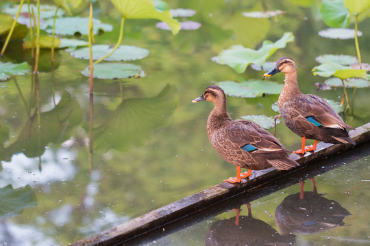 Ducks stand on wood bar and finding food on pond.