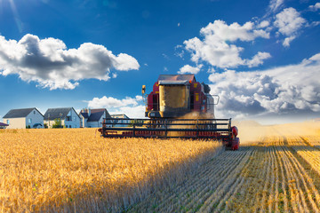 Fototapeta premium Combine harvester working