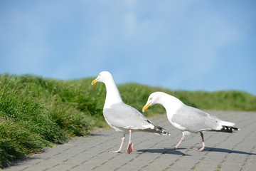two seagulls running on the road