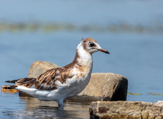 Juvenile seagull on water