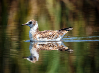 Juvenile seagull on water