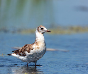 Juvenile seagull on water